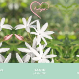 Parfum d'ambiance Jasmin
